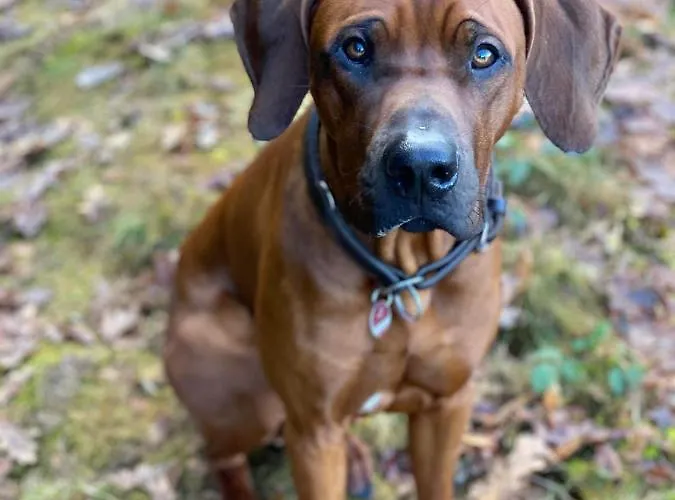 לינה וארוחת בוקר Casa45 ווסטנדורף